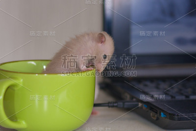 一只小老鼠在一杯油脂产品里
