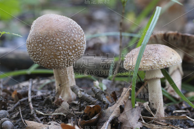 伞菌菇