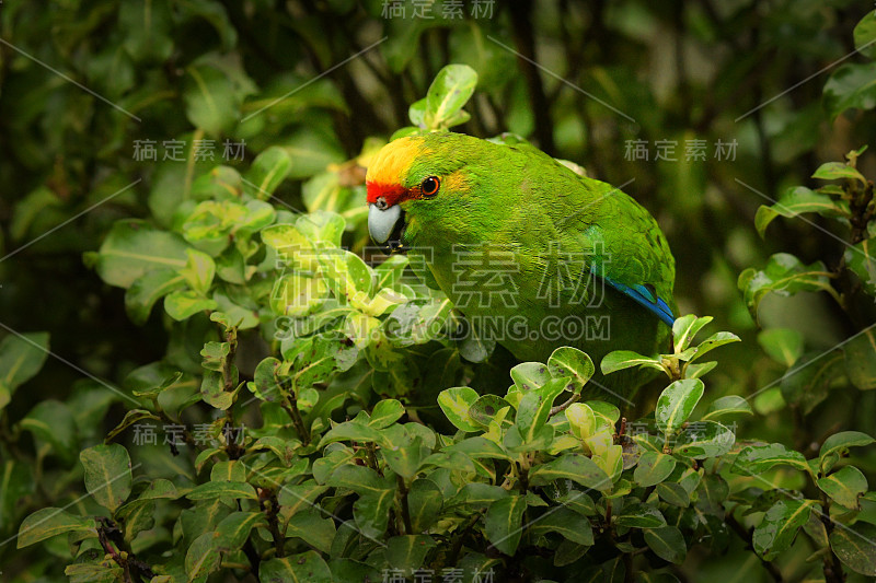 黄冠长尾小鹦鹉- kakariki - Cyanoramphus auriceps特有的长尾小鹦鹉在