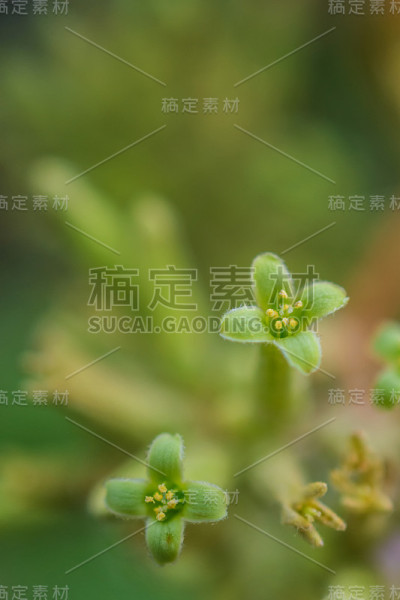 一种南美洲的仙人掌，开着黄色的小花