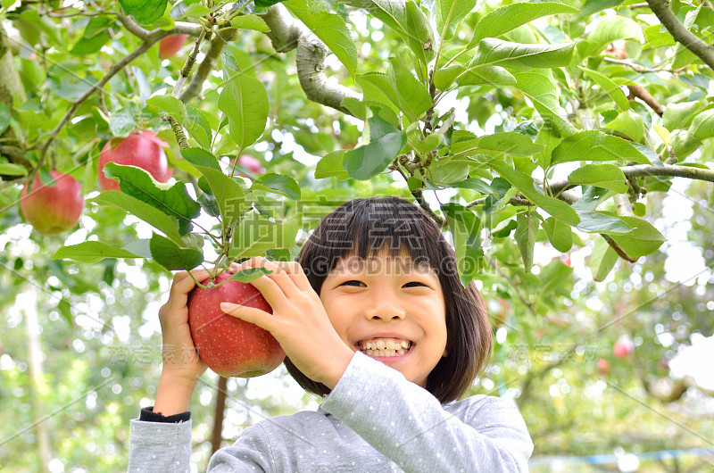 女孩们喜欢摘苹果