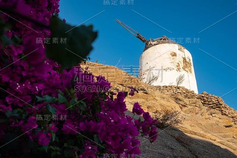 山顶上的希腊风车。粉红色的花朵