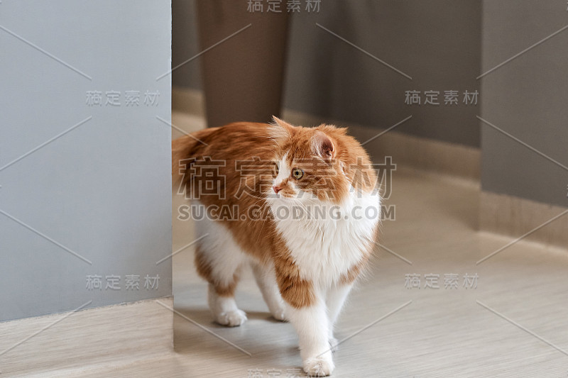 一只棕白色的猫在客厅里休息