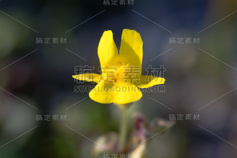 Monkeyflower (Mimulus guttatus) single flower