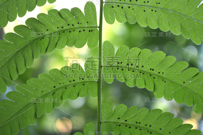 一种植物蕨类，叶背面有孢子