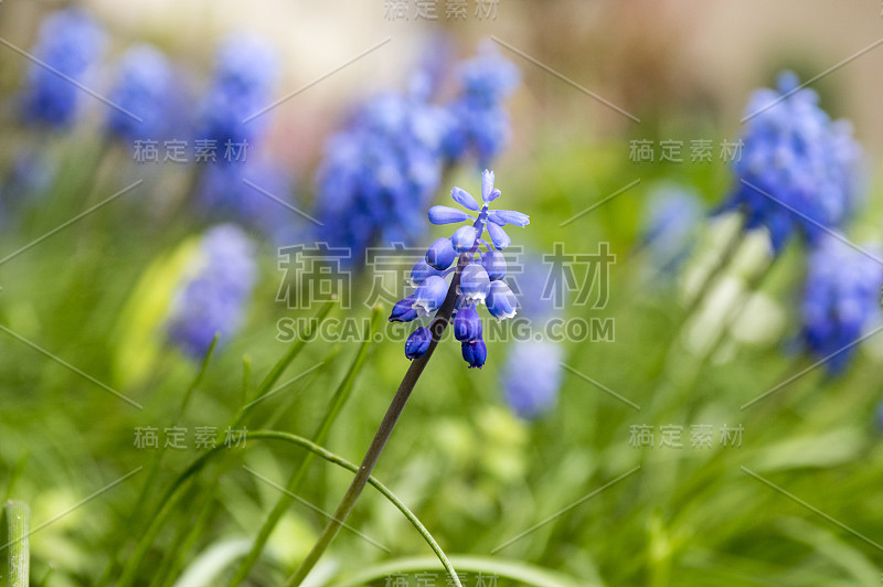 杏树开花植物，蓝色的春天球茎葡萄风信子花在花园里盛开