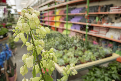 羽状苔藓植物的特写照片。它是绿色的。
