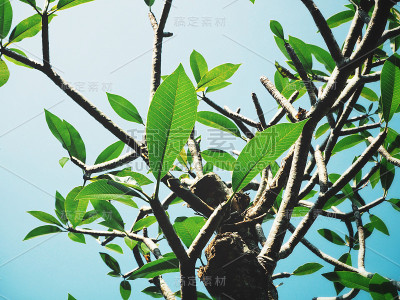 树的分支