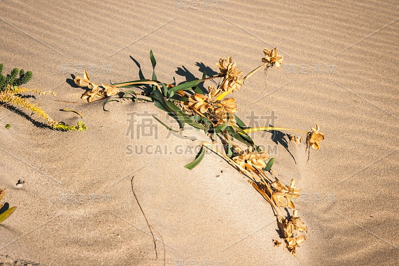 希腊，埃拉福尼索斯，西莫斯海滩，沙滩上的黄色花朵