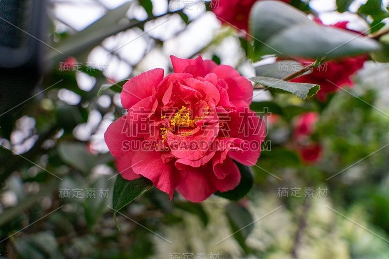 山茶花的特写