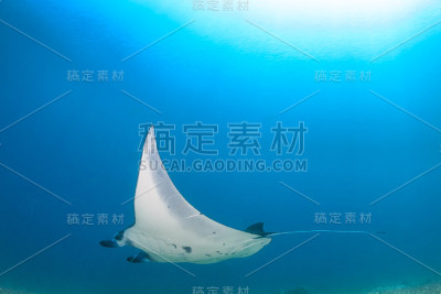 靠近水面的蝠鲼