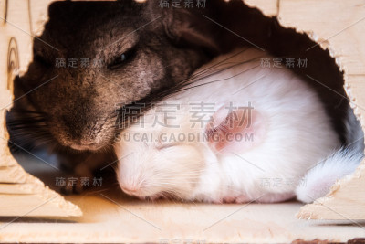 灰色和白色的栗鼠坐在房子里