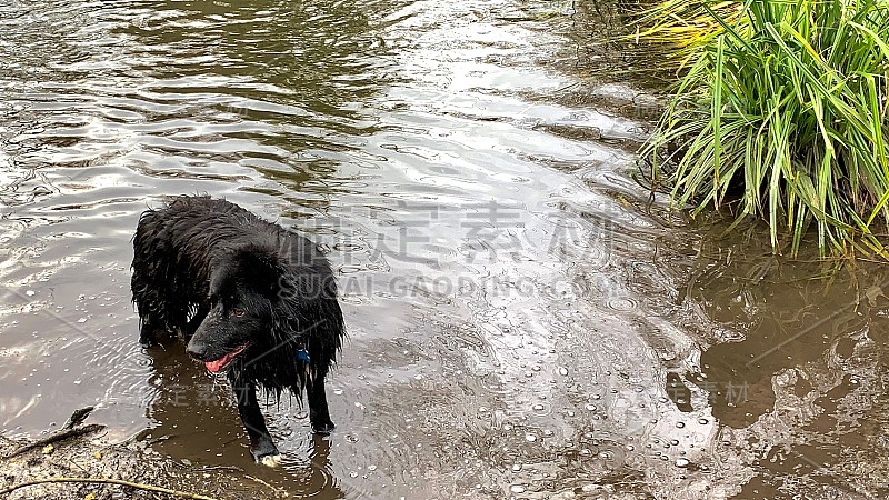 边境牧羊犬站在河床上喘气