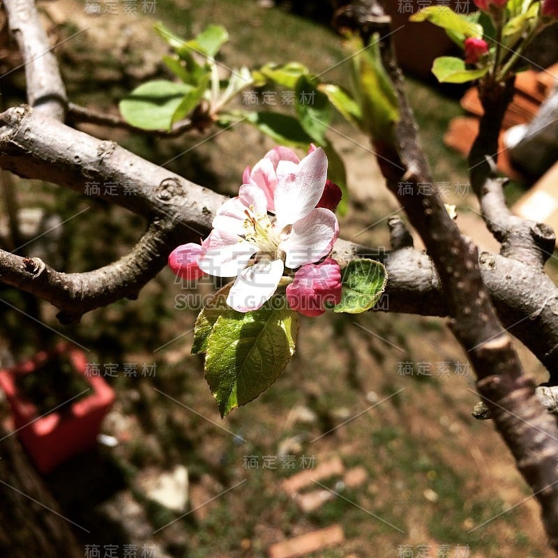 苹果的花盛开