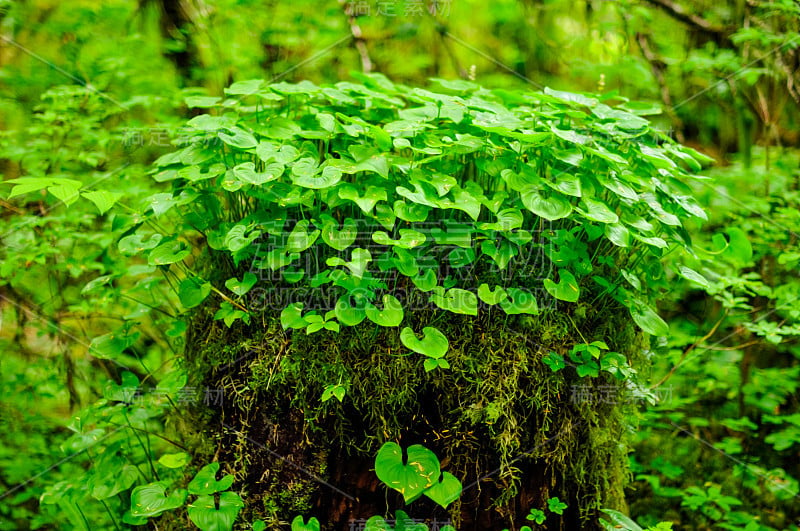 凯奇坎阿拉斯加雨林蕨类植物