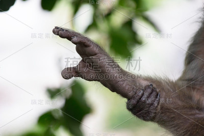 猴子的手脚