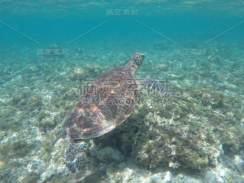 海龟在海底。野生海龟在蓝色的热带海洋中水下游泳。