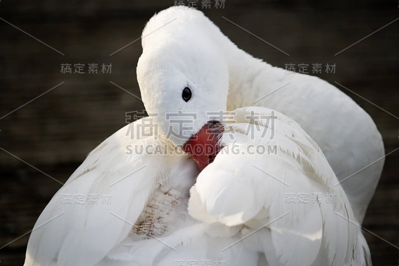 Coscoroba Swan