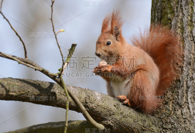 Squirell