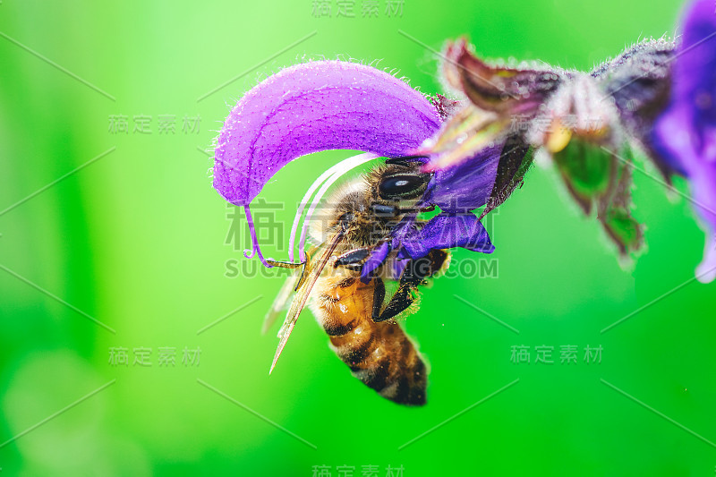 意大利阿尔卑斯山的一只蜜蜂正在吸食草丹参的花蜜