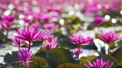 粉色荷花田，柔情聚焦