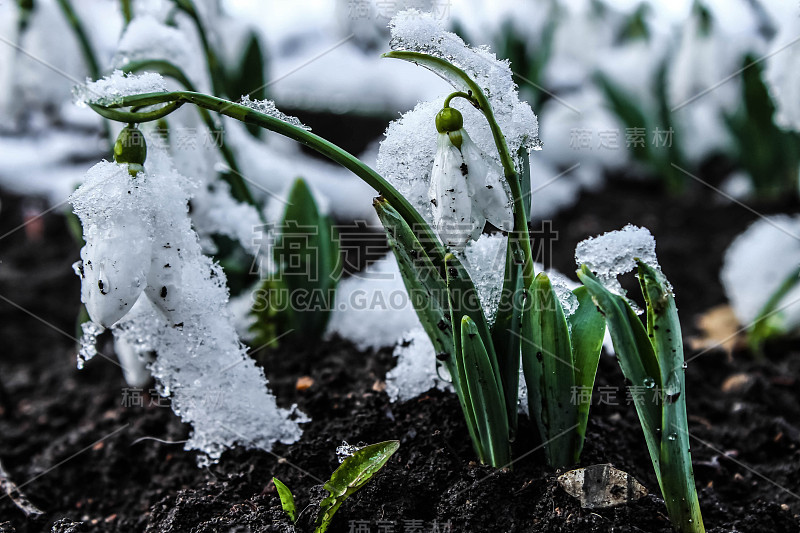 雪花莲在雪