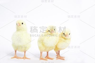 许多小鸡在一个白色的背景隔离。