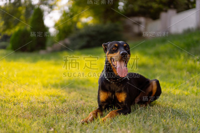 杜宾犬
