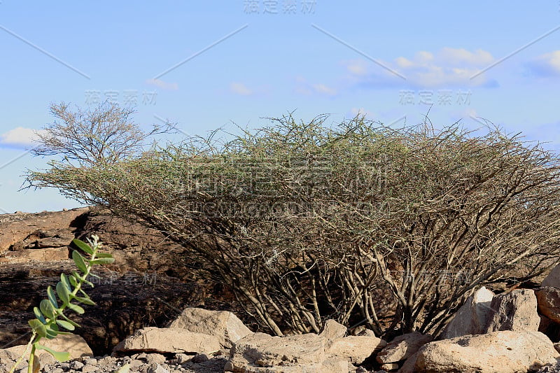 棘手的shrub-Landscape-SE。达纳基尔沙漠的一部分。远处region-Ethiopia