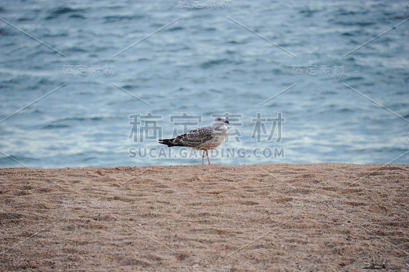 地中海的西班牙海鸥