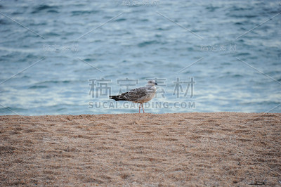 地中海的西班牙海鸥