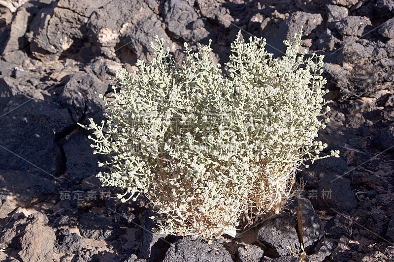 阿根廷阿塔卡马Puna de Atacama的Antofagasta de la Sioerra火山