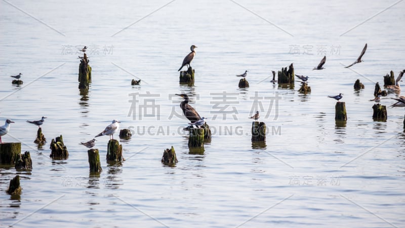 佐治亚州波提古斯托米湖上的鸬鹚和海鸥