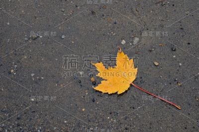 黄色的枫叶