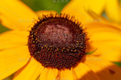 植物上昆虫的微距摄影