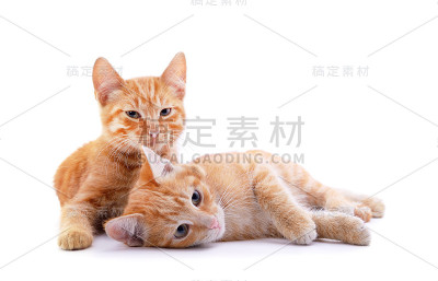 两个小小猫。
