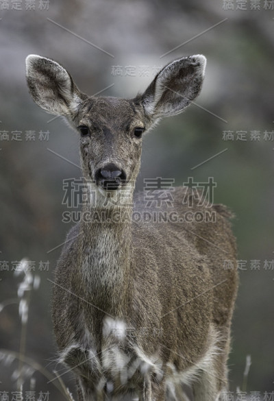 接近Doe