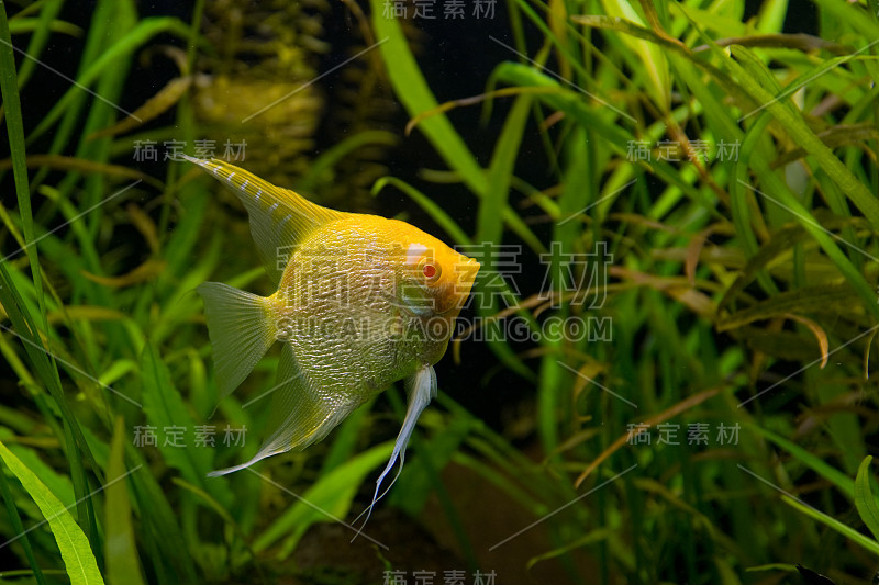 水族馆鱼类