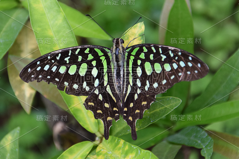 青凤蝶属阿伽门农