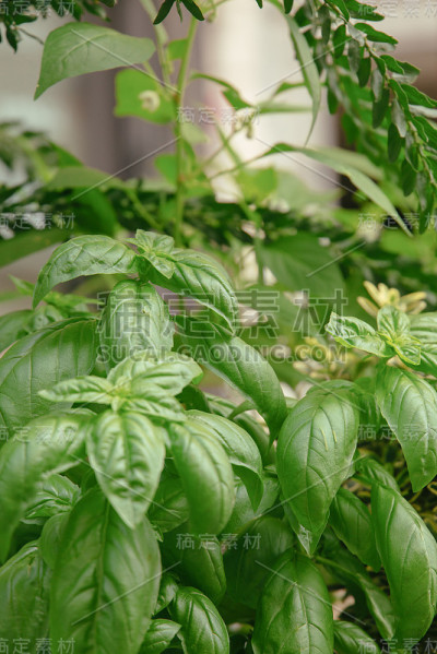 罗勒植物背景墙纸。绿色生态生态概念