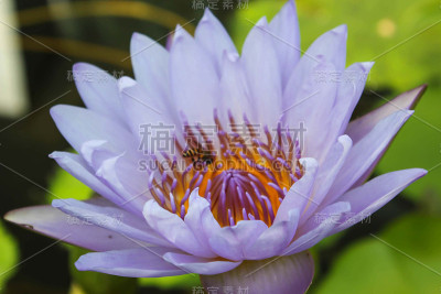莲花
