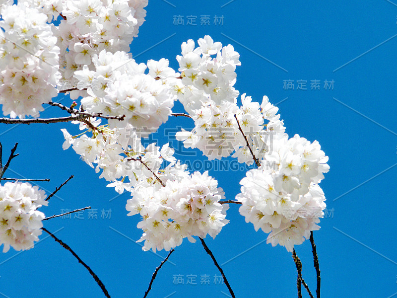 华盛顿樱花枝2010年3月