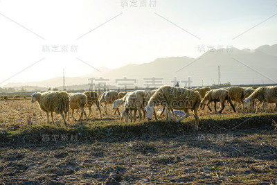 在稀树草原上的一群羊(越南宁顺省潘朗)。背景是山脉。