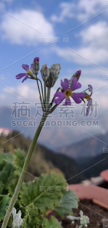 花蕾