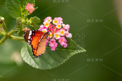 虎蝶与马缨丹花