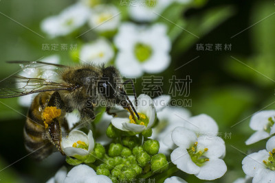 蜜蜂在香雪球