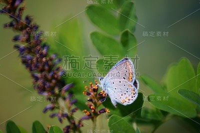 野花里的蝴蝶。花的风景。美丽精致的色彩。