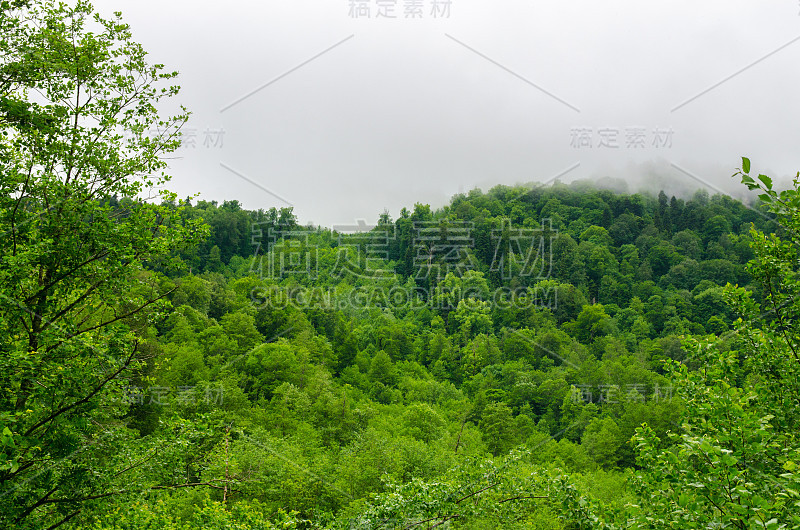 夏季山地森林与叶树在高卡斯，梅斯梅