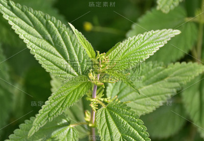荨麻