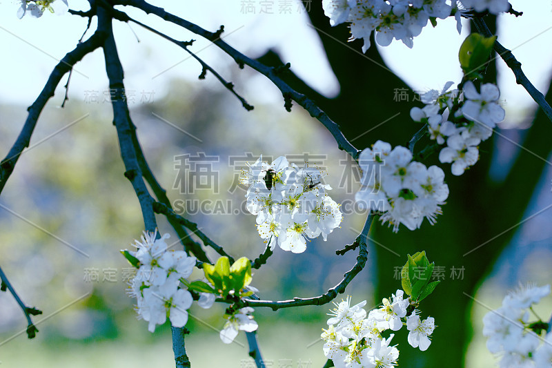 枝头开花，春意盎然。开花分支特写。春日满园杏花。春天开花。杏花枝特写